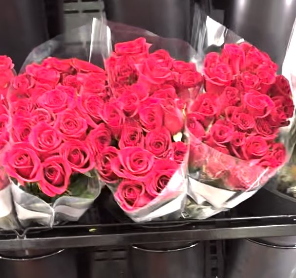24 count premium red roses rainforest alliance certified next-day delivery