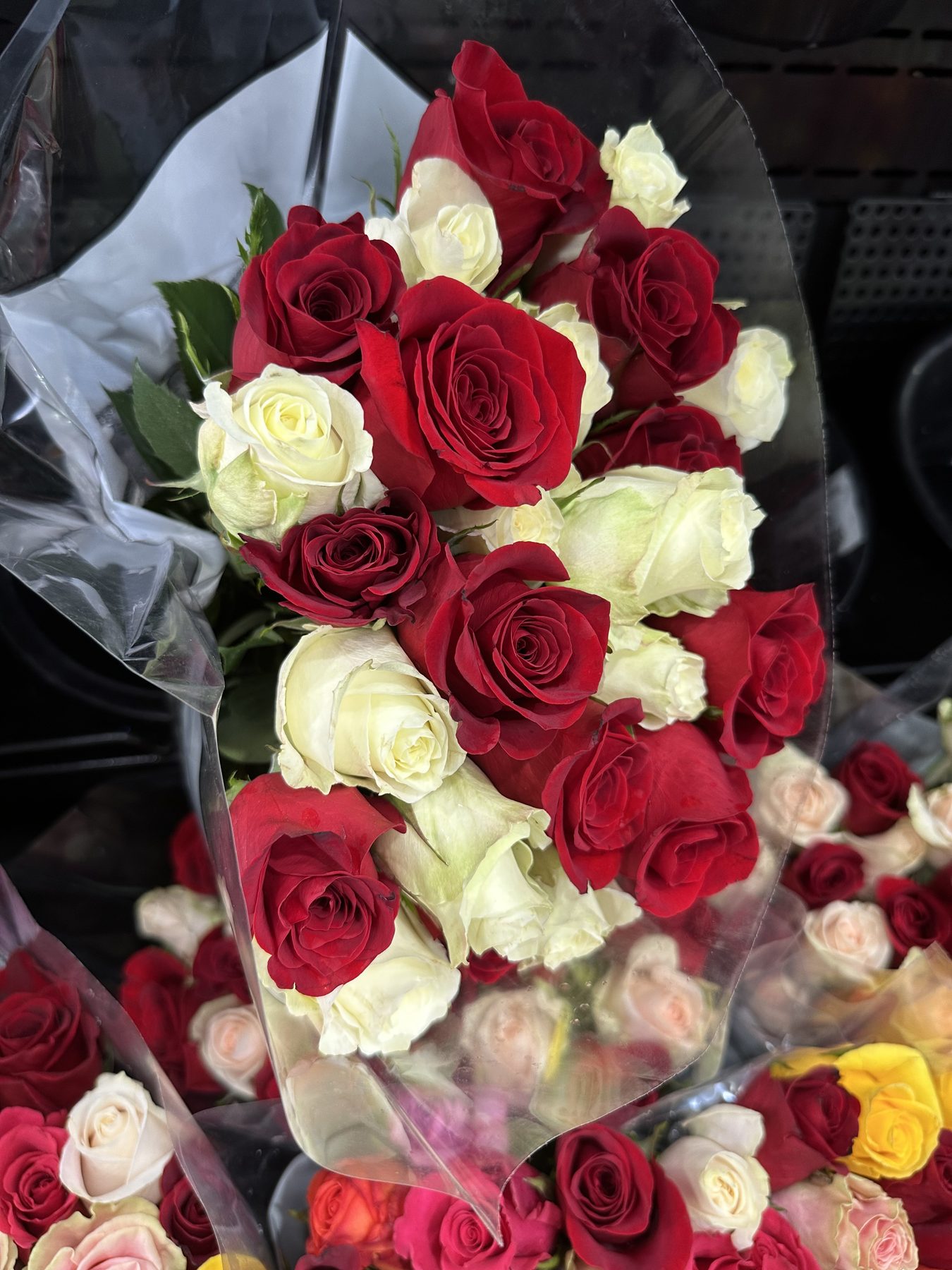24 count premium white and red roses rainforest alliance certified next-day delivery